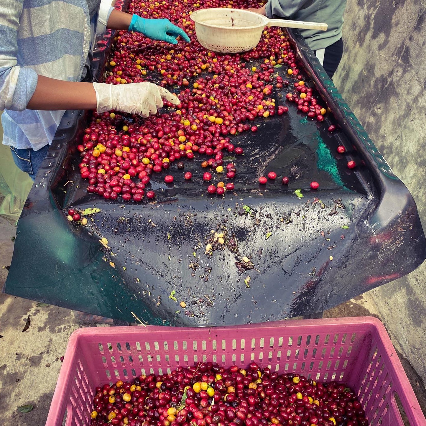 Lime Cheesecake Washed Cenicafe Inspiration