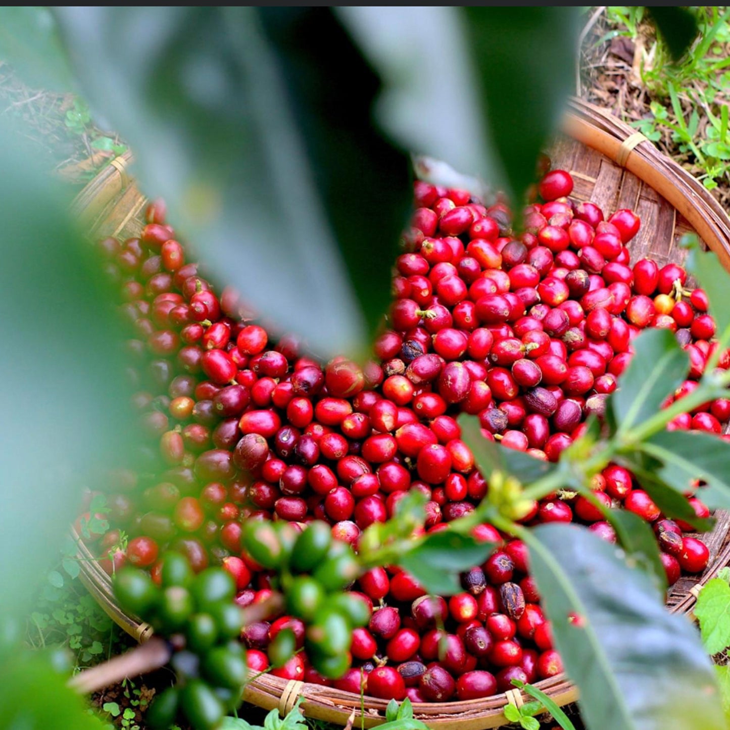 Blueberry & Red Grape Burst