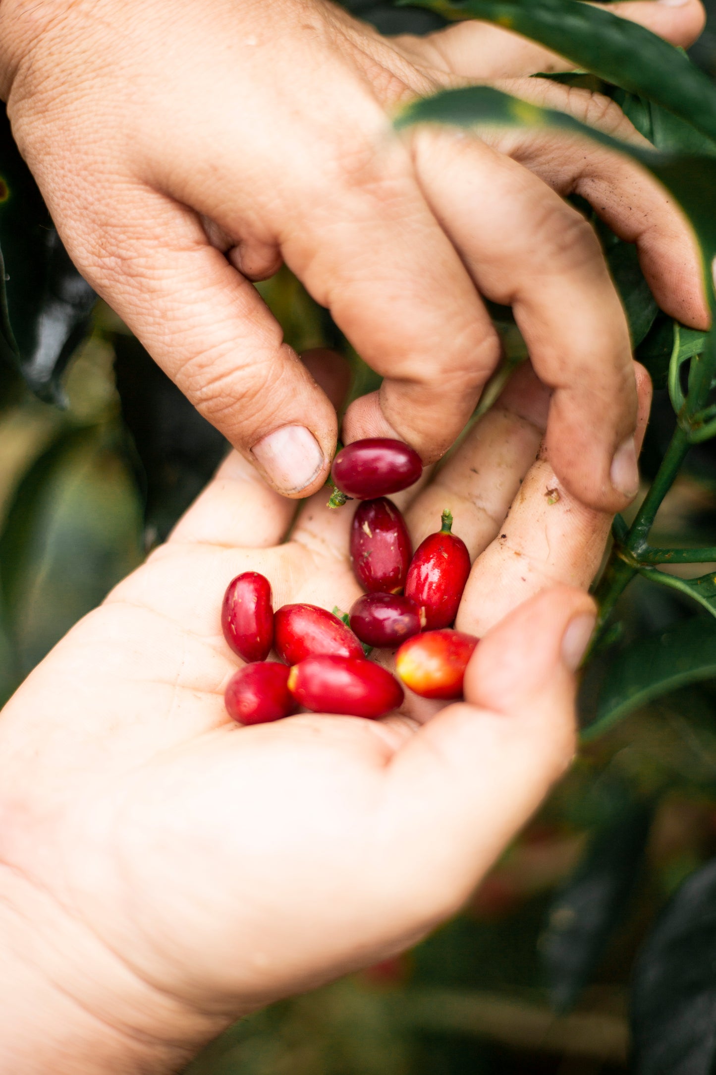 Close-up of hands holding red coffee berries