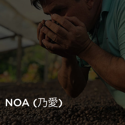 Hachi - Noa (乃愛) · Gesha