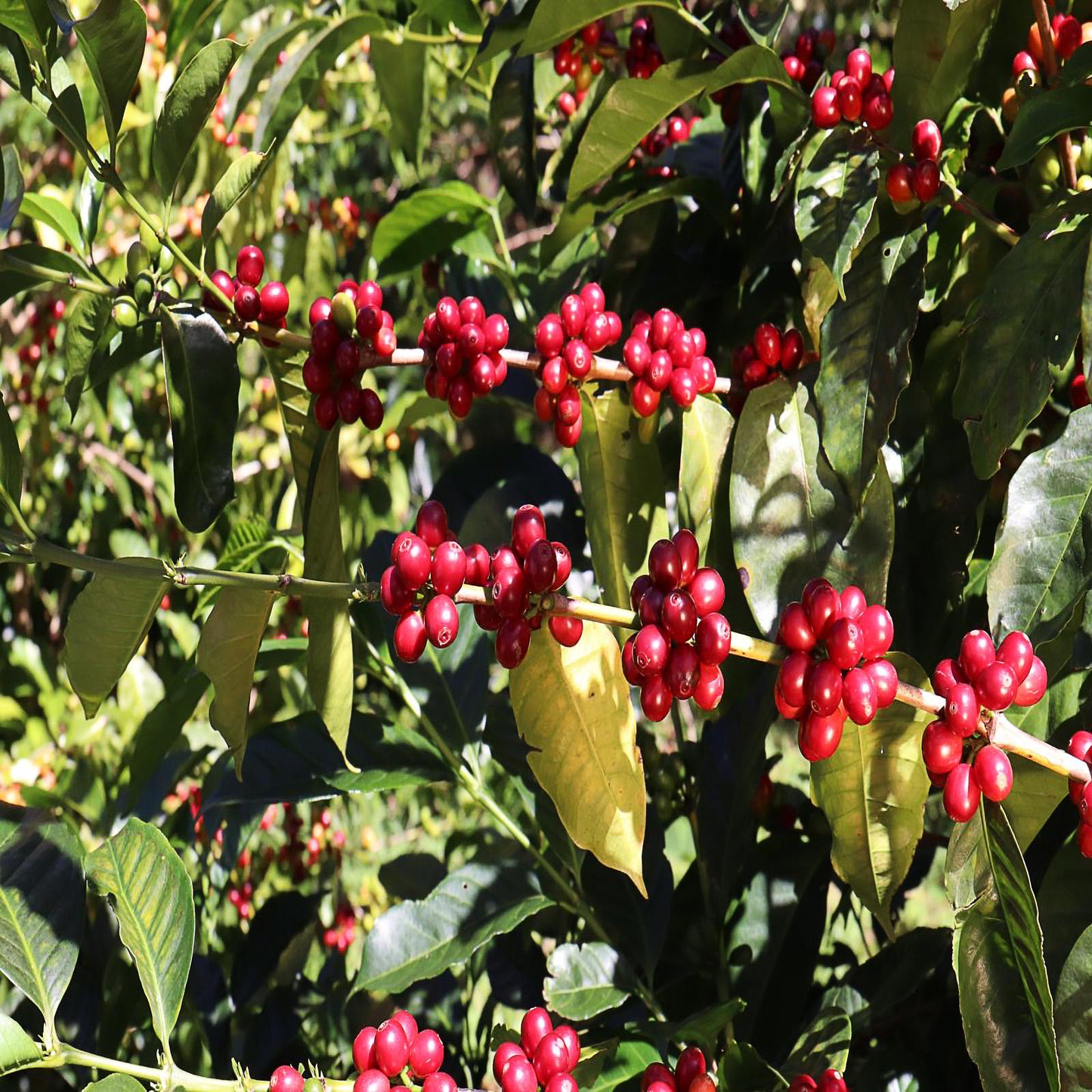 Altieri “ALE” Geisha – Panama Natural Cold-Dry Ferment