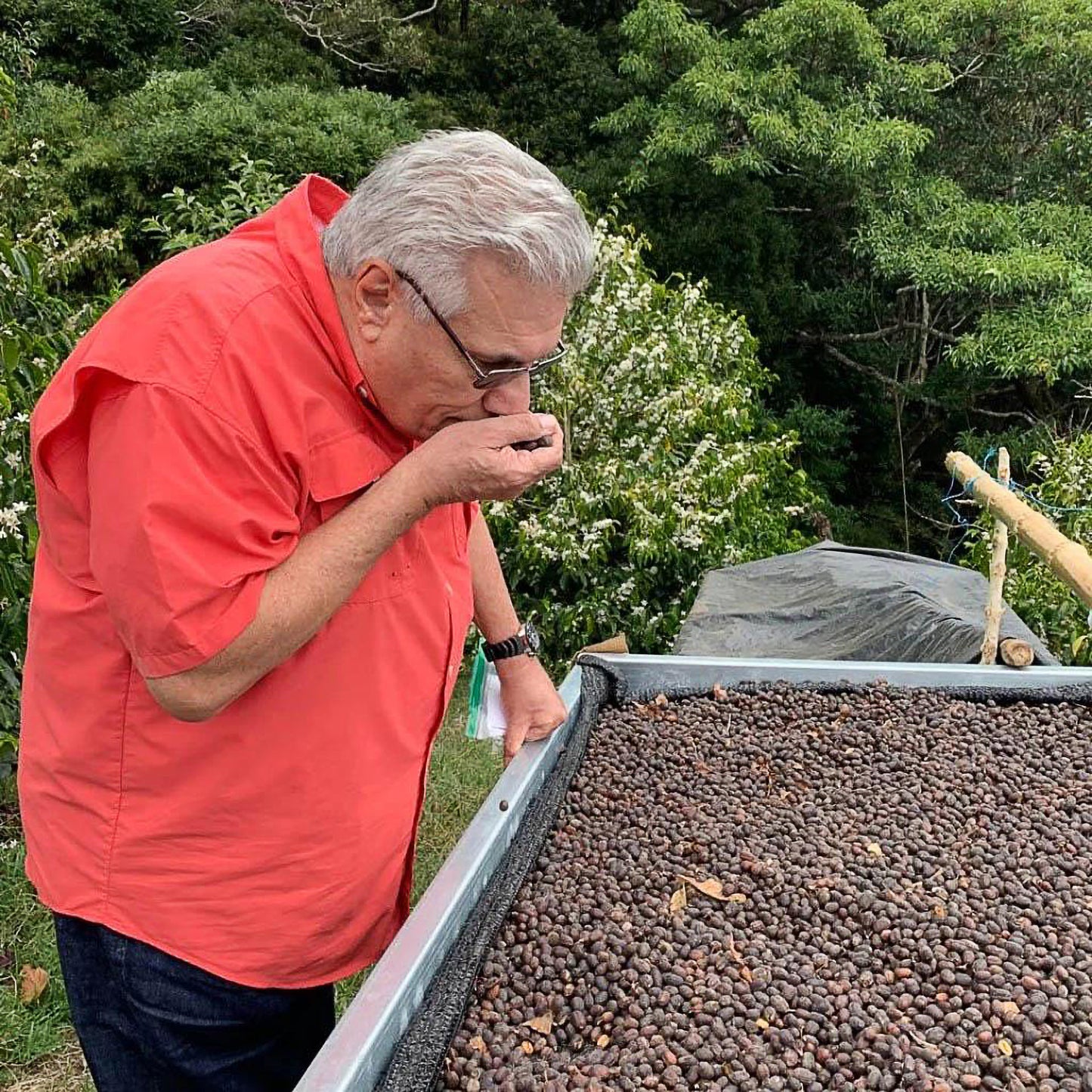 Altieri “ALE” Geisha – Panama Natural Cold-Dry Ferment