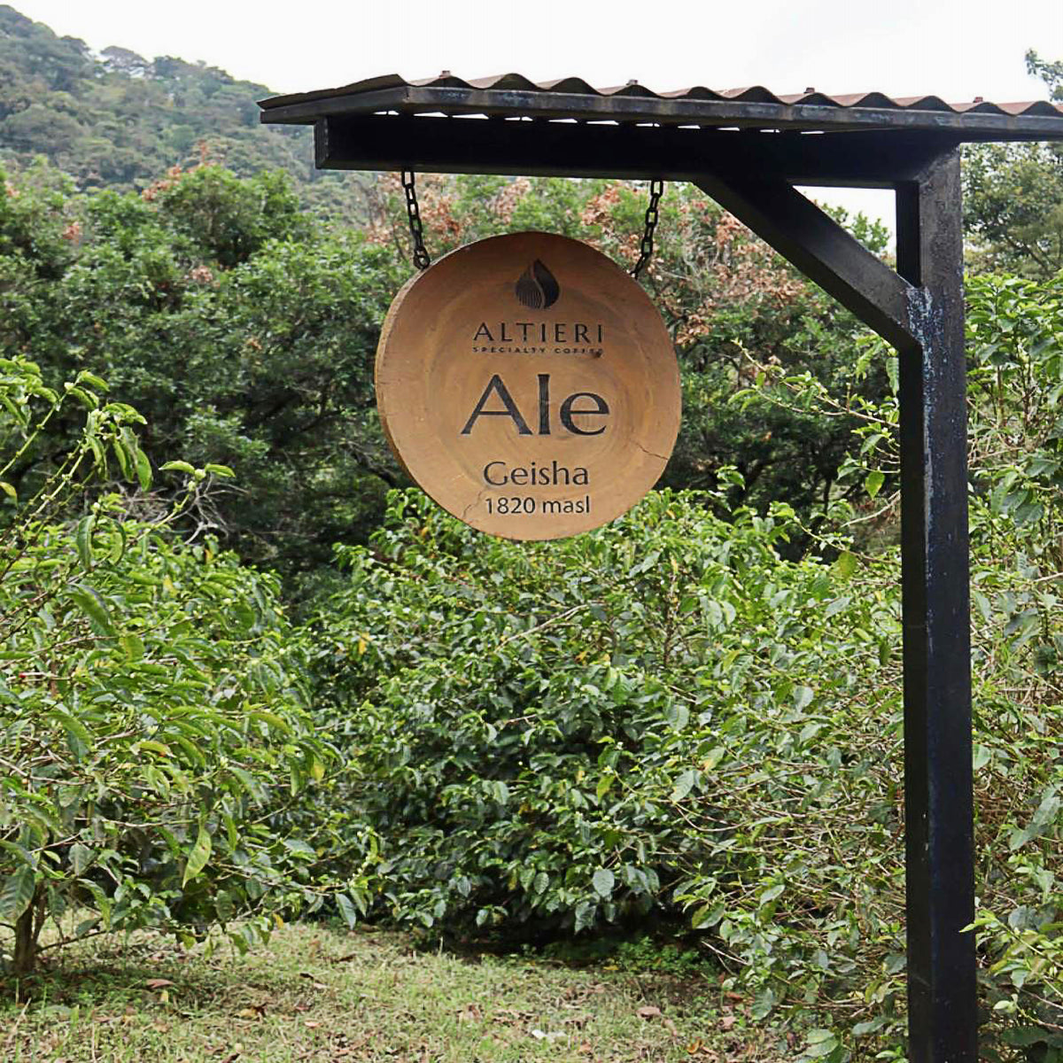 Altieri “ALE” Geisha – Panama Natural Cold-Dry Ferment
