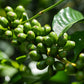Hacienda Copey - ITADAKI · Gesha Honey