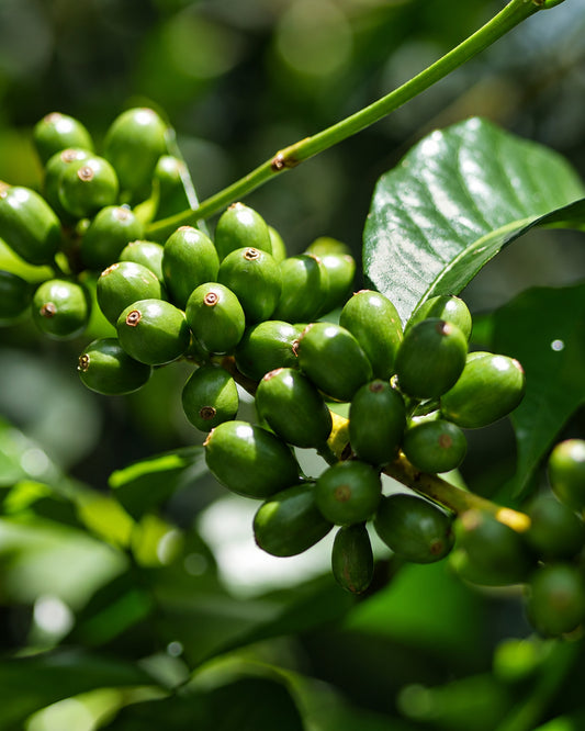 Hacienda Copey - ITADAKI · Gesha Honey