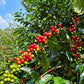 Hacienda Copey - ITADAKI · Gesha Natural