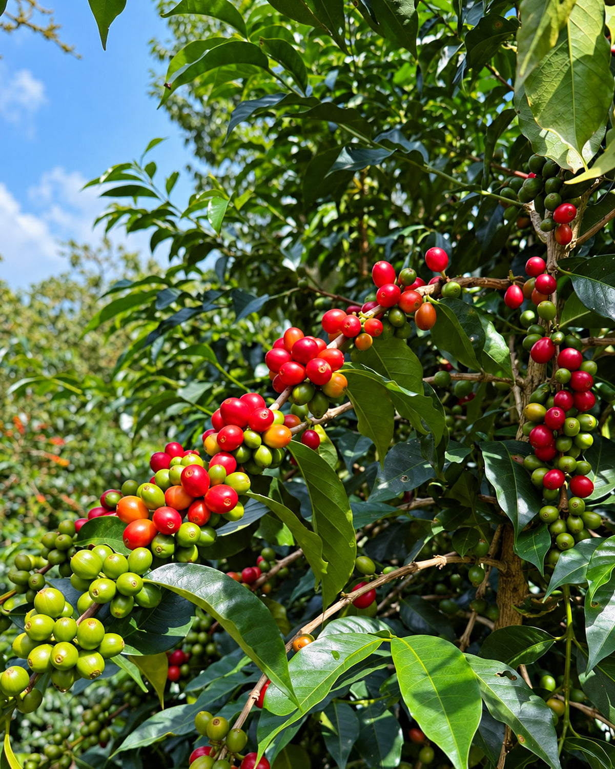 Hacienda Copey - ITADAKI · Gesha Natural