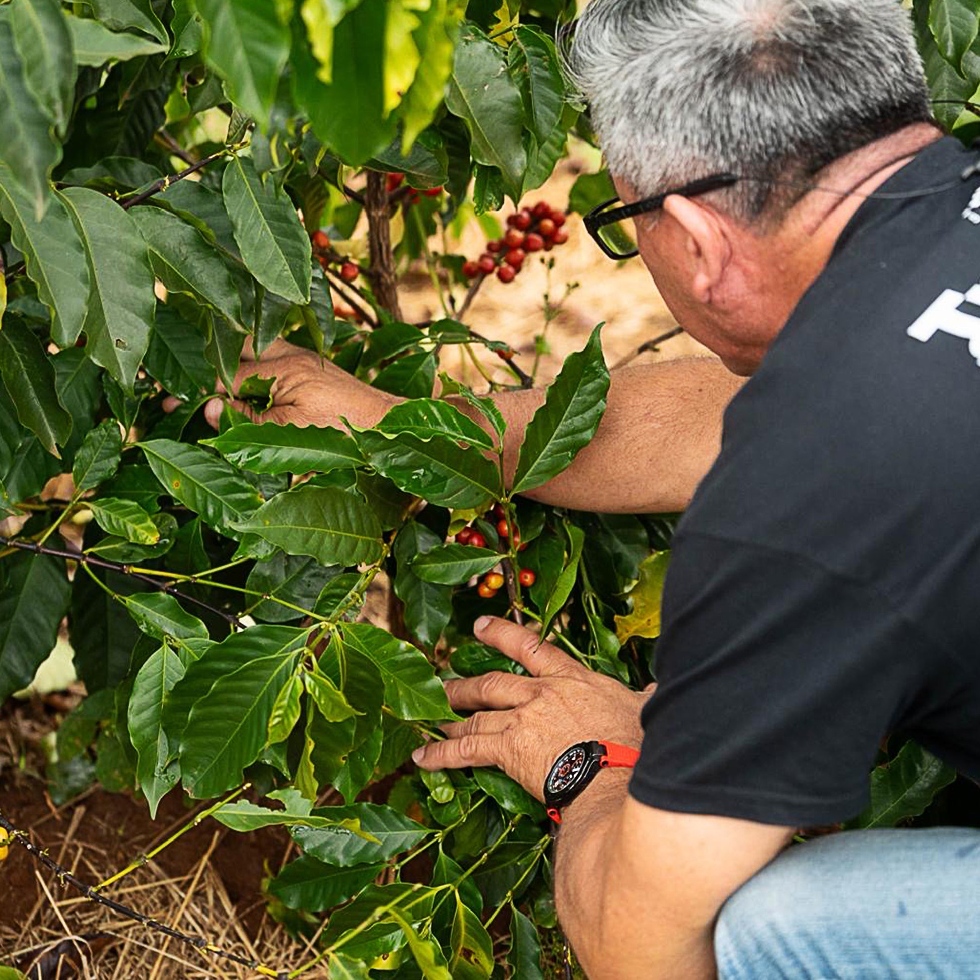 Allan_Hartmann_Coffee_Plant
