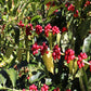 Geisha coffee berries with green leaves