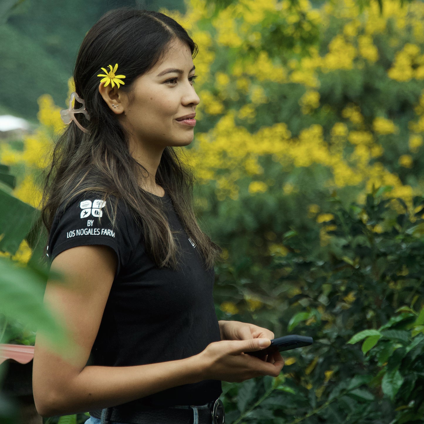 Lime Cheesecake Washed Cenicafe Inspiration