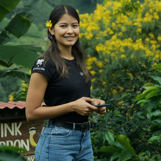 Lime Cheesecake Washed Cenicafe Inspiration