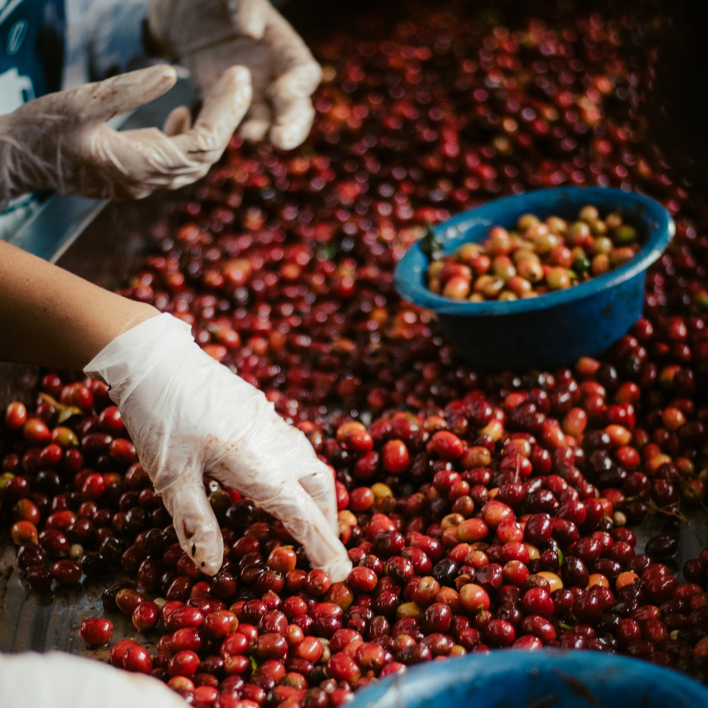 Anibal Plazas Tabi Calma Washed