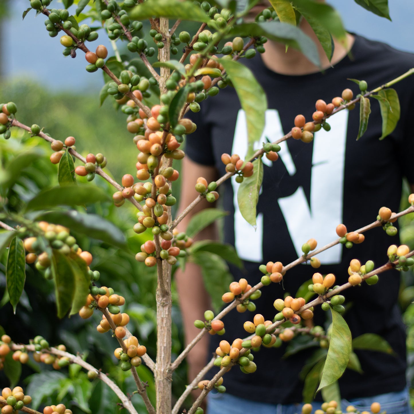 Anibal Plazas Tabi Calma Washed