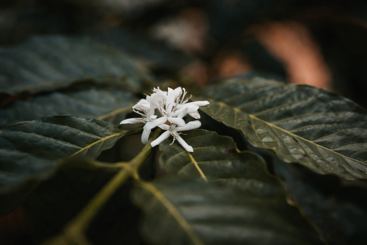 TAKARA Gesha — Mechanical Washed