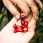 Close-up of hands holding red coffee berries 