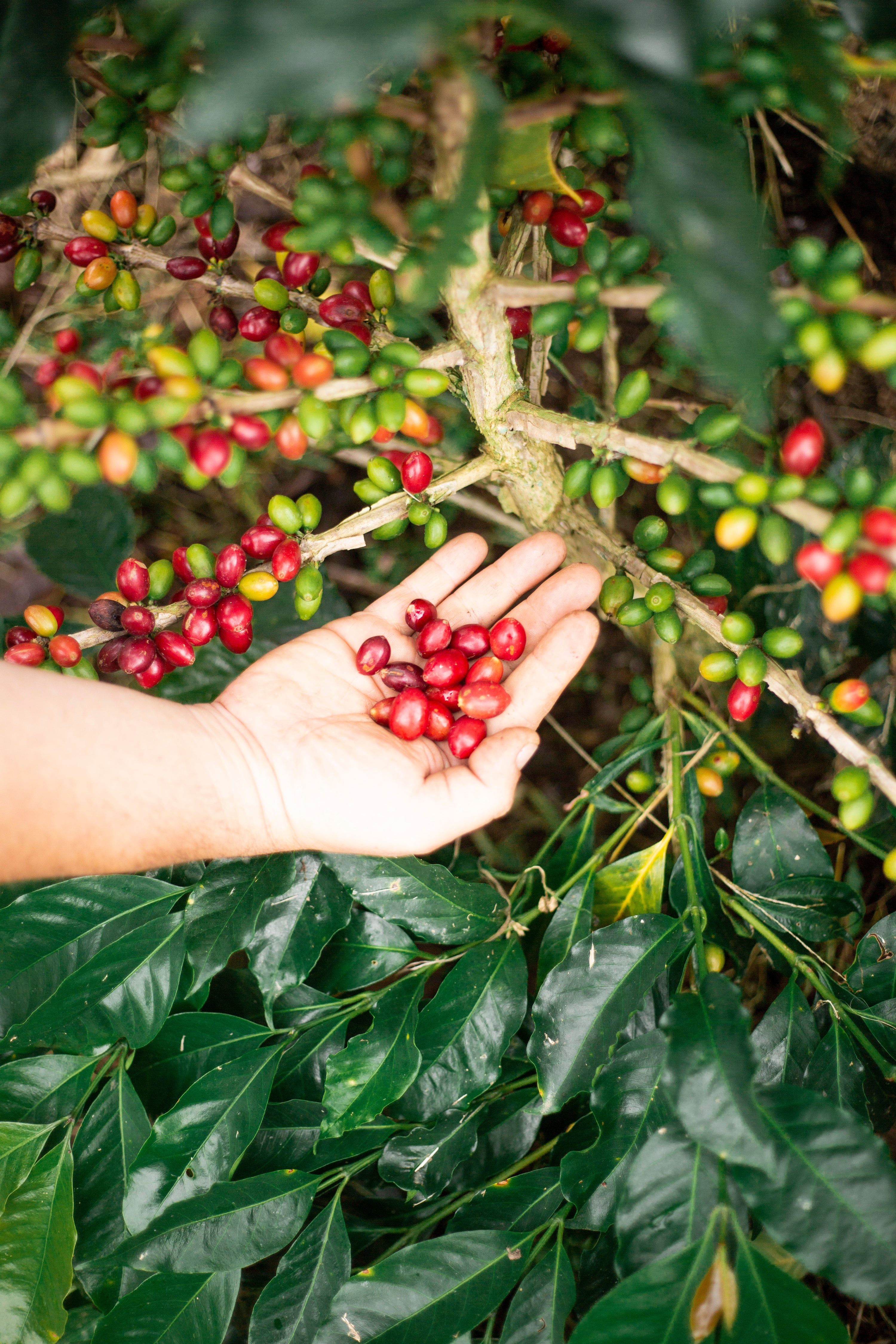 Hand holding red coffee berries on a coffee plant