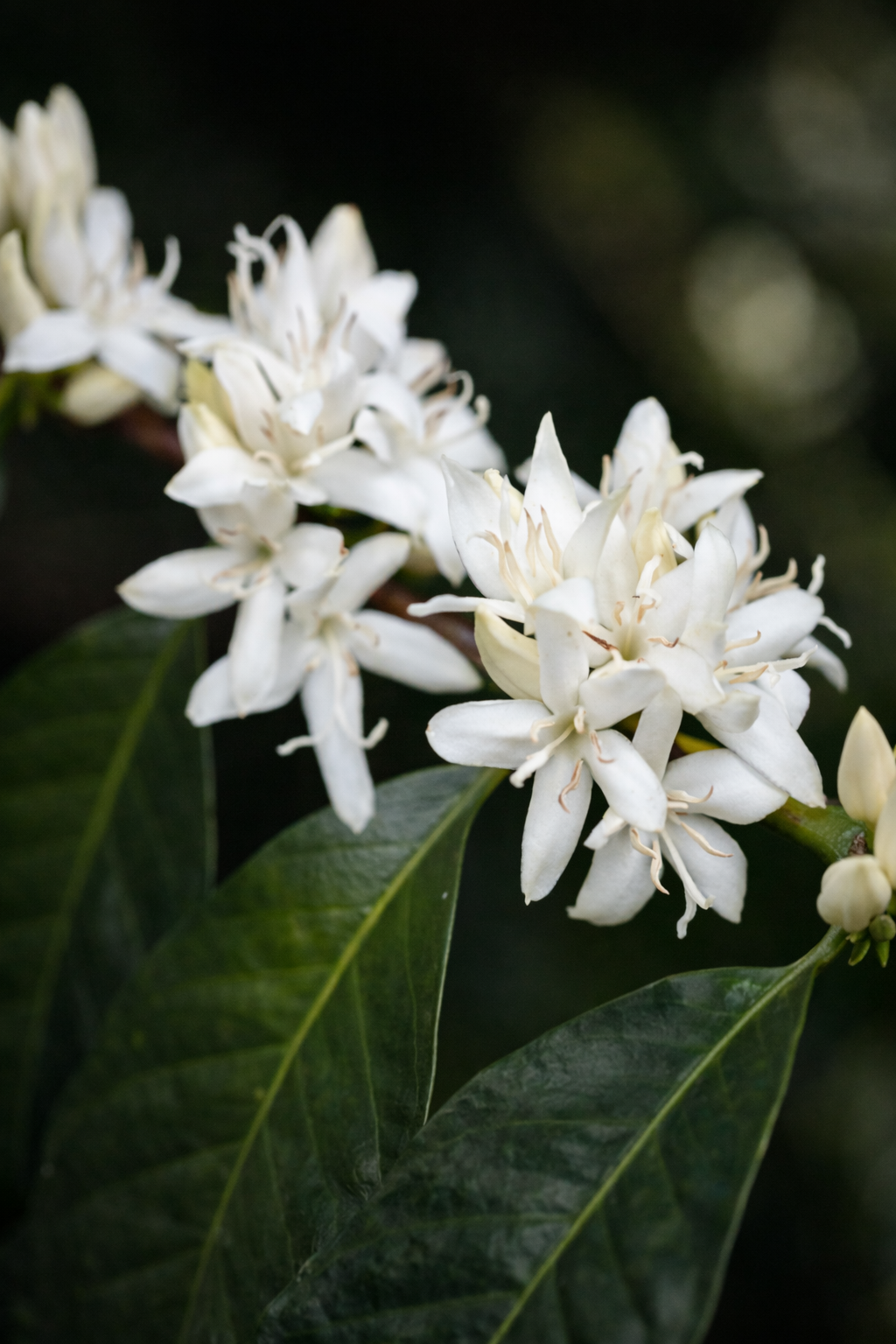 TAKARA Gesha — Mechanical Washed