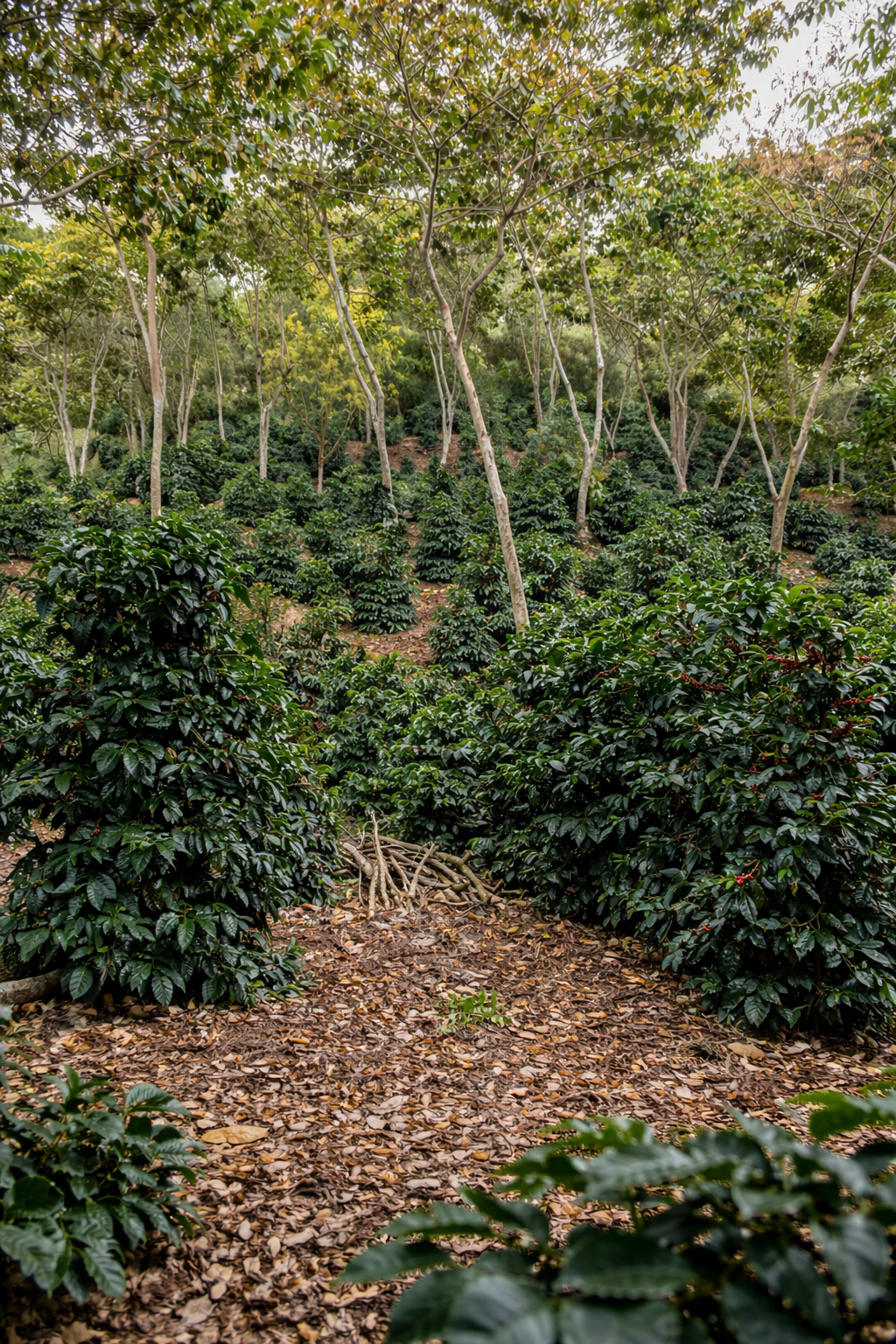 TAKARA Gesha — Mechanical Washed