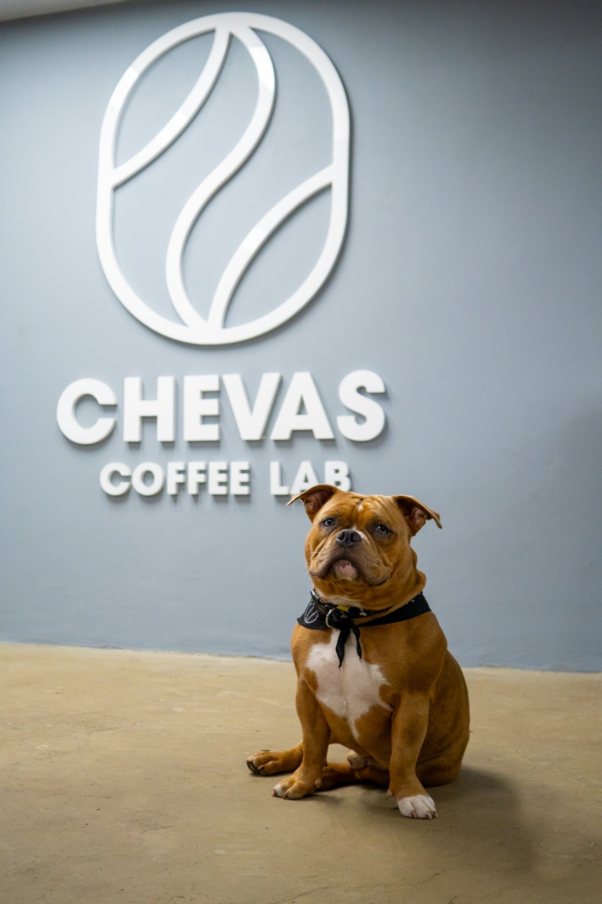 Chevas - Reactor Mosto · Geisha