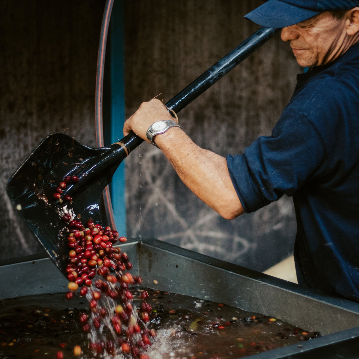 Los Nogales “Mossto” Mucilage EA Decaf