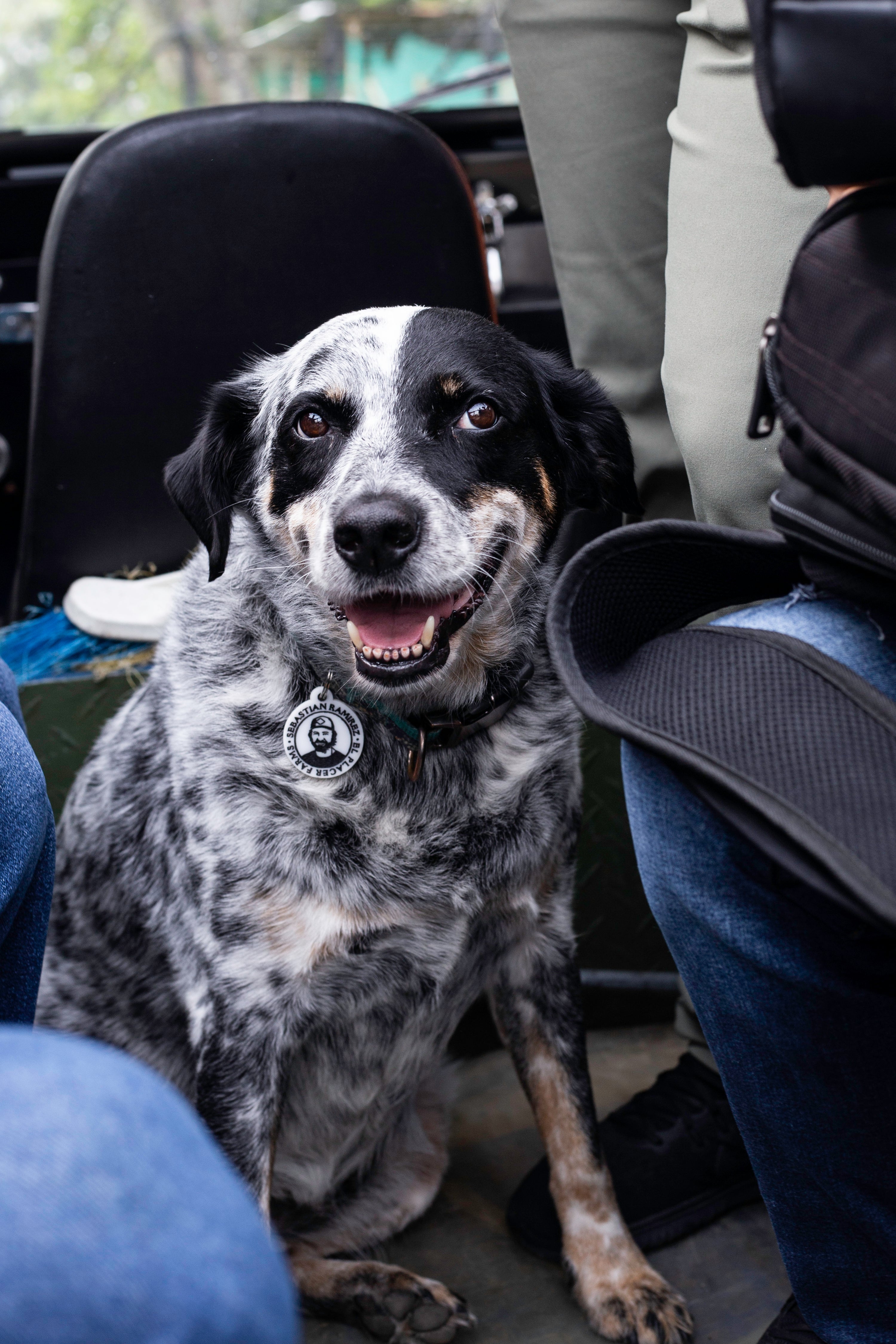 Dog sitting in a car with a tag of El Placer farm