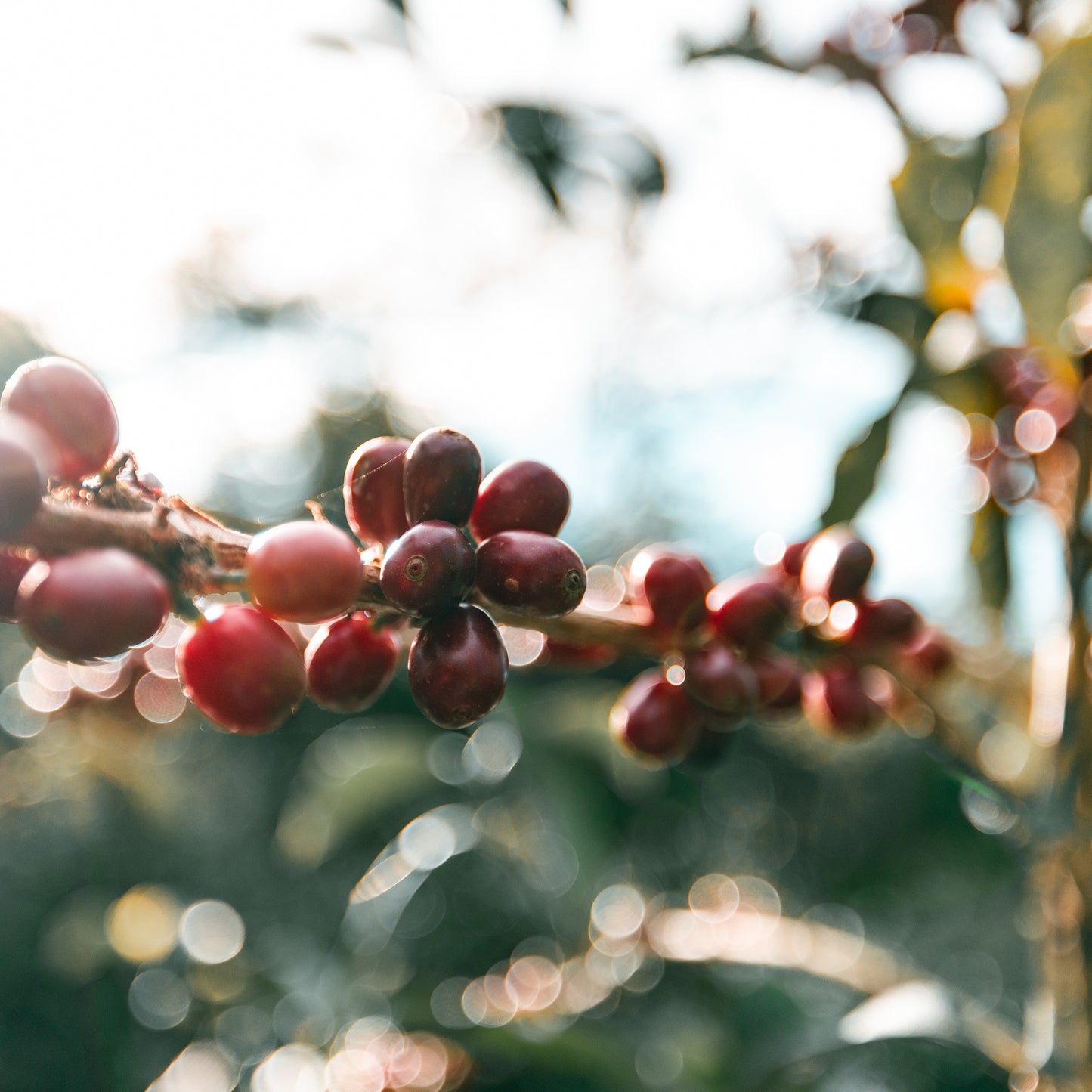 Hacienda Esmeralda SL34