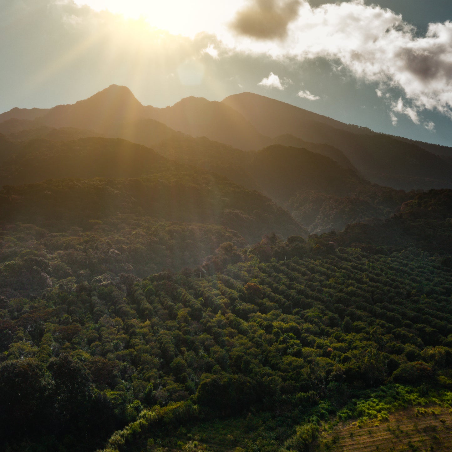 Hacienda Esmeralda SL34