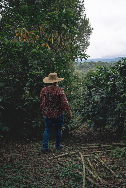 TNT Coffee Lab x Talamanca - Koji · Geisha
