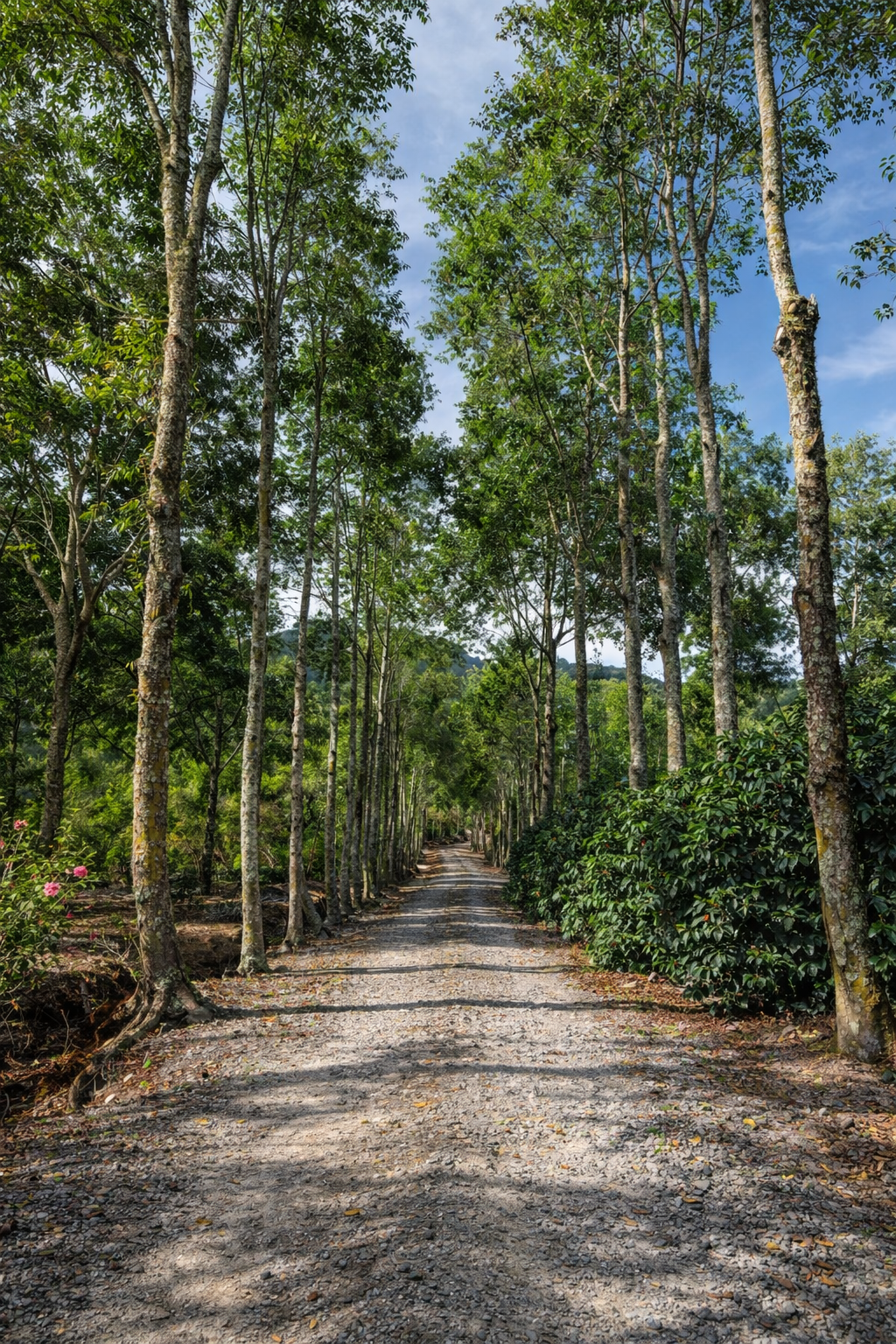 TAKARA Gesha — Mechanical Washed