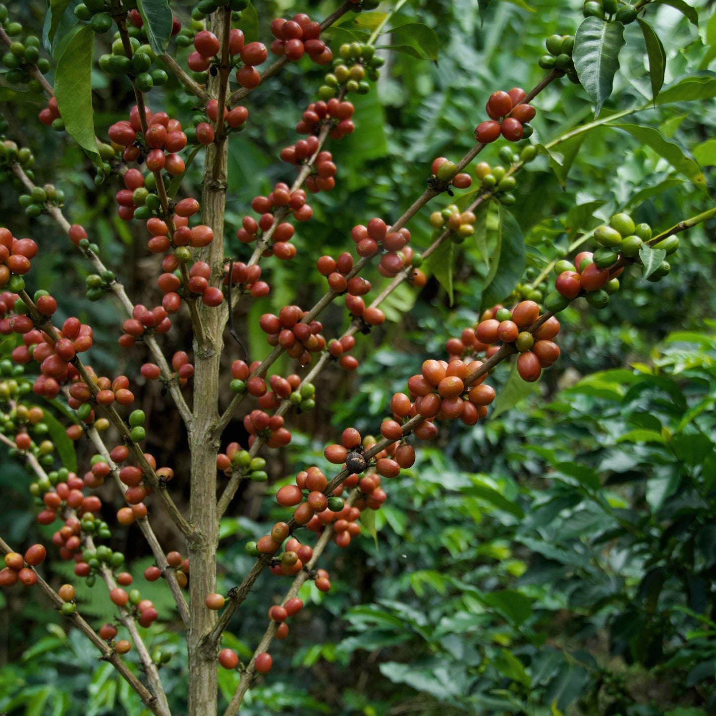 Orange Bourbon Blossom