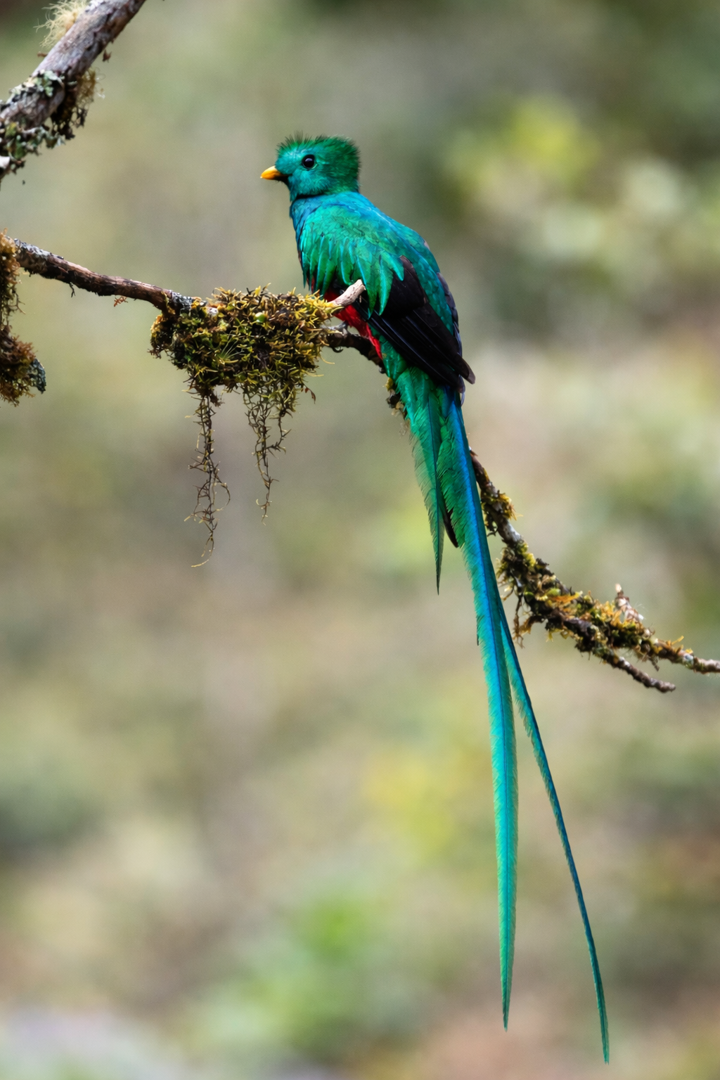 TAKARA Gesha — Mechanical Washed