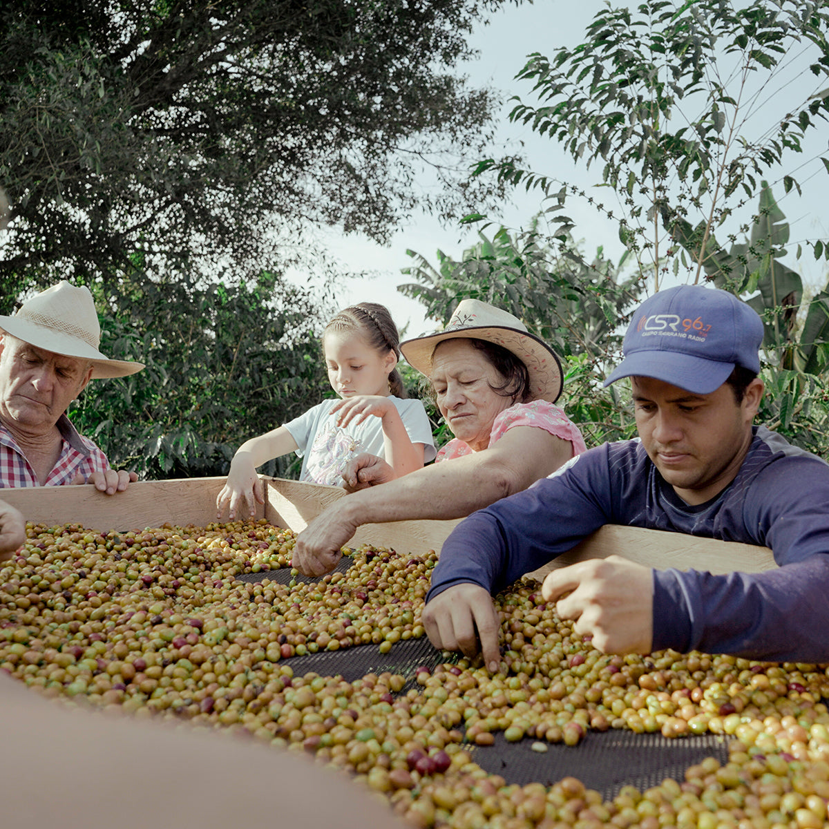 Segundo Aurelio Lasso with his family picking out the good coffee beans