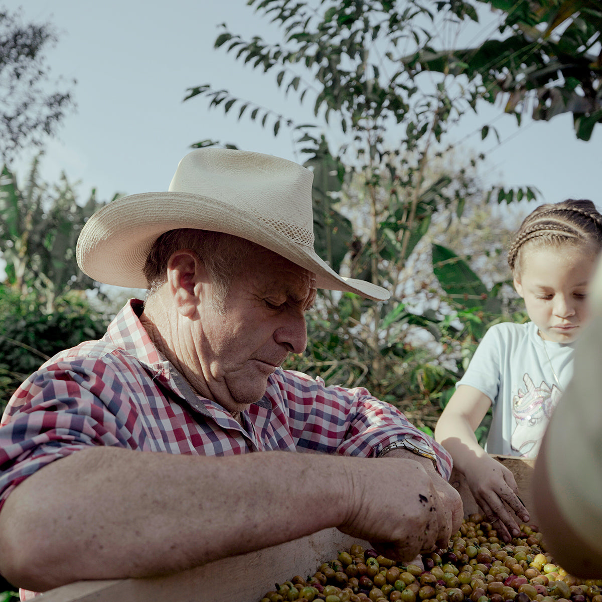 Segundo Aurelio Lasso with his small daughter picking out good coffee beans
