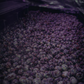 TNT Coffee Lab · Auromar Estate · Geisha · Natural · Koji