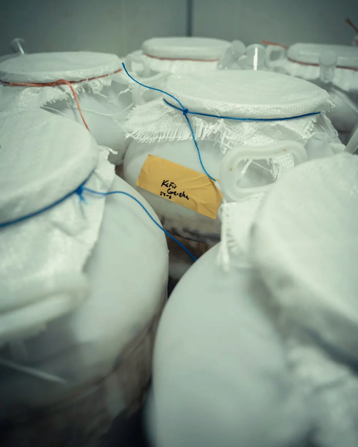 TNT Coffee Lab x Talamanca - Kefir · Geisha