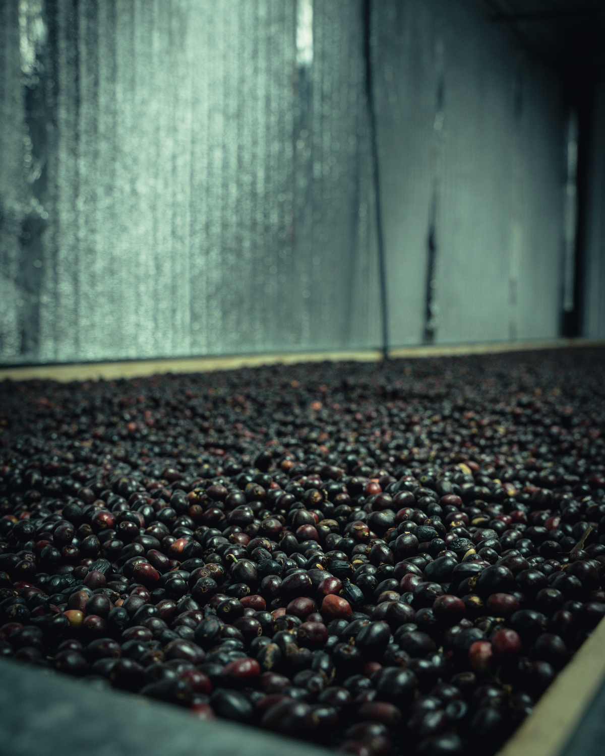 TNT Coffee Lab x MamaCata - Mosto · Geisha