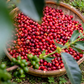 Freshly harvested red coffee cherries collected in a woven basket on the ground at Bette Buna