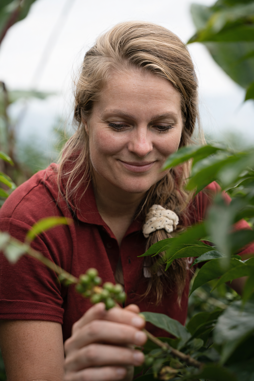 Hester Syoum inspecting unripe coffee cherries on the plant at Bette Buna, surrounded by foliage in natural field conditions