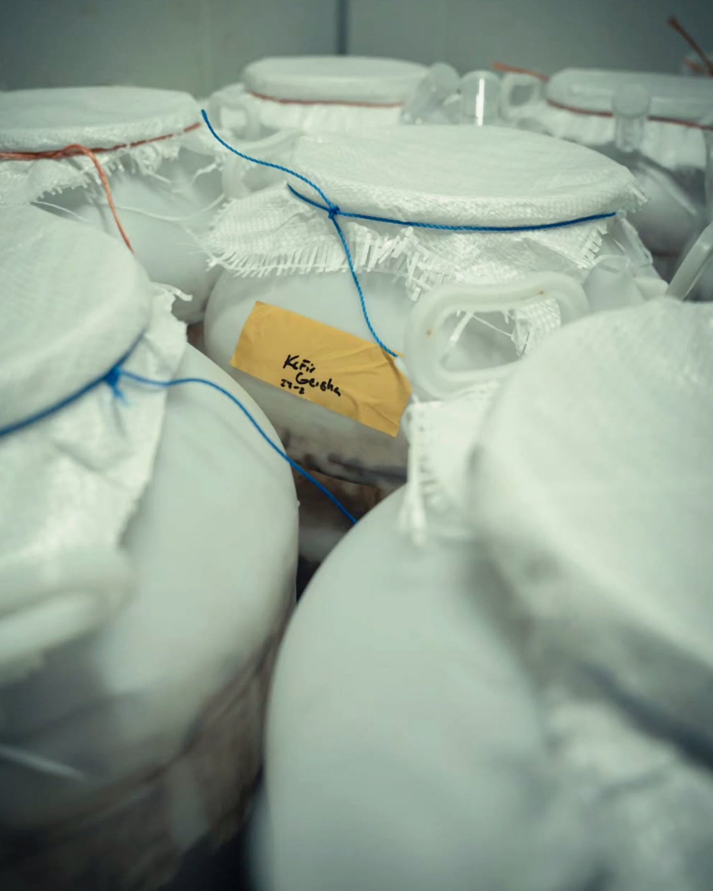 TNT Coffee Lab · Auromar Estate · Geisha · Natural · Koji