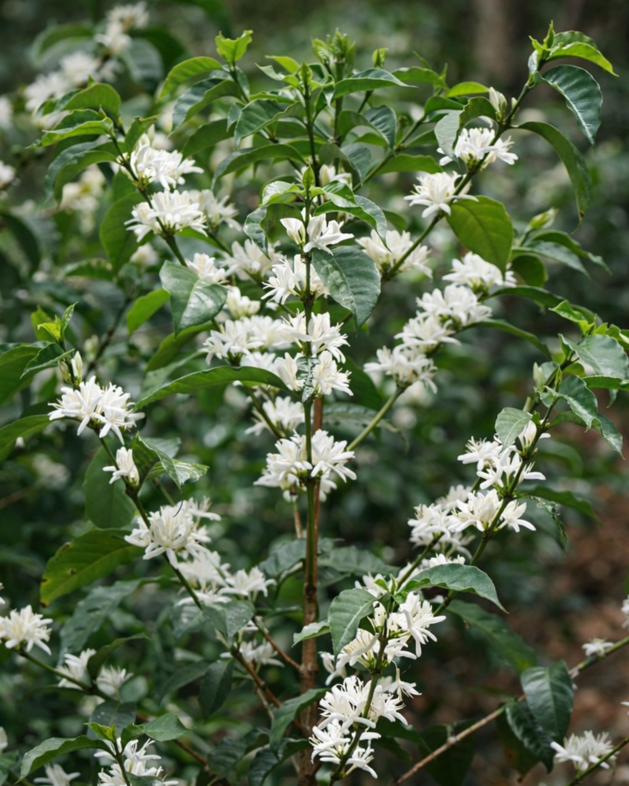 Coffee plant with white flowers in a natural setting