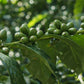 Green coffee beans on a branch with leaves