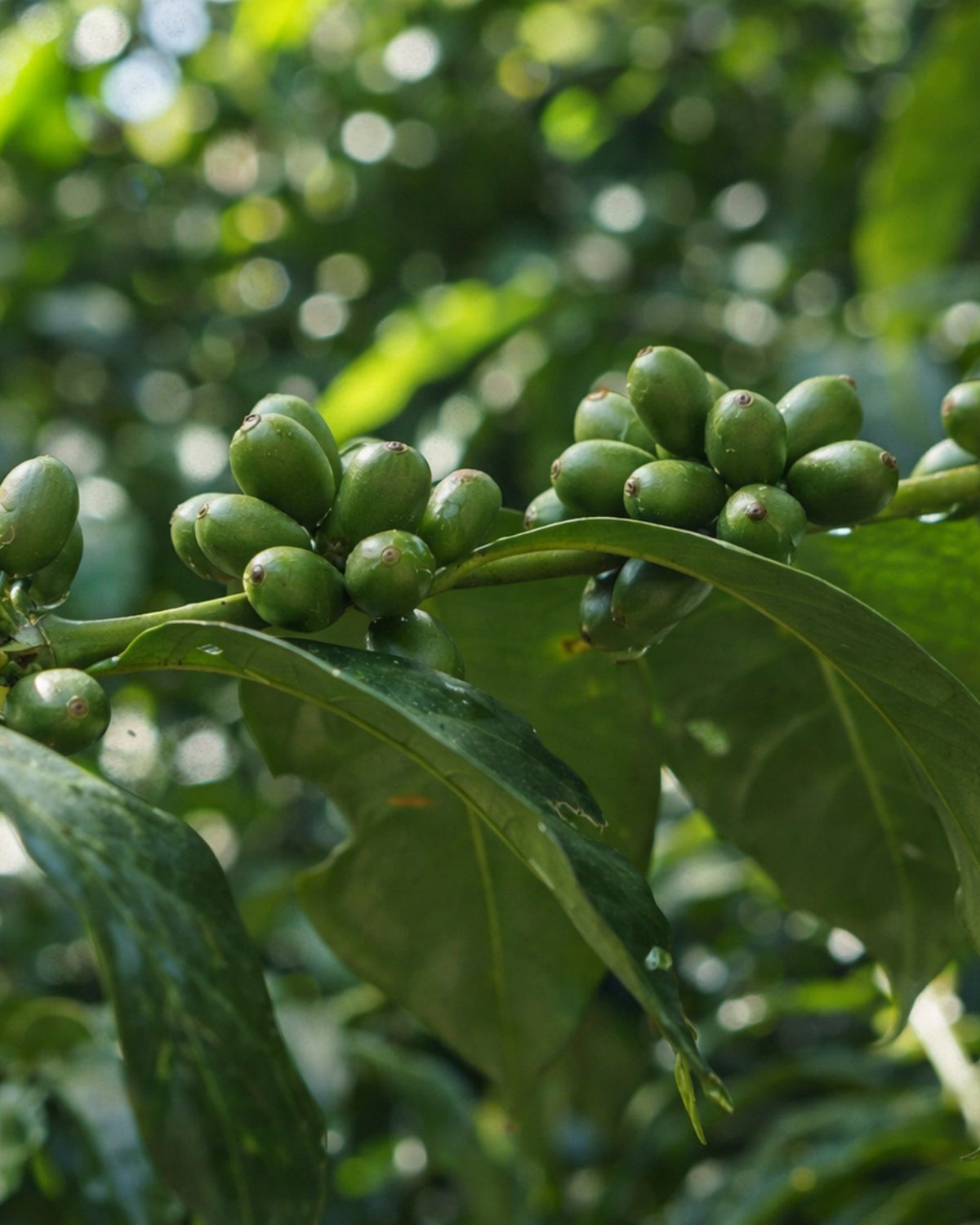 Green coffee beans on a branch with leaves